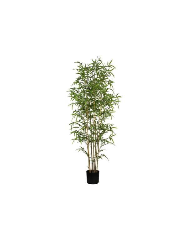 PLANTA BAMBU 220 CM