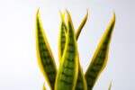 planta-sansevieria-bicolor-artificial-42cm.jpg