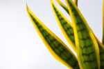 planta-sansevieria-bicolor-artificial-42cm.jpg