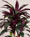 ChatGPT Imagedracena-artificial-real-touch-155cm.jpg 22 ago 2026, 21_25_11 (1)